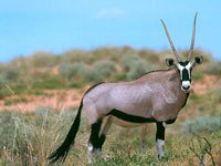 Oryx photo