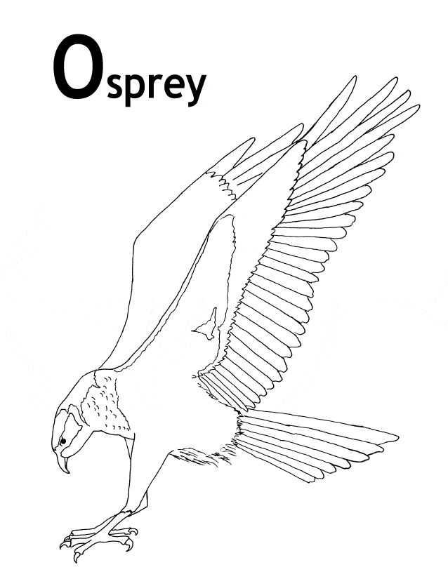 Osprey coloring page - Animals Town - animals color sheet - Osprey free
