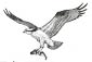 Osprey coloring page