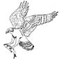 Osprey coloring page