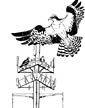 Osprey coloring page