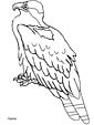 Osprey coloring page