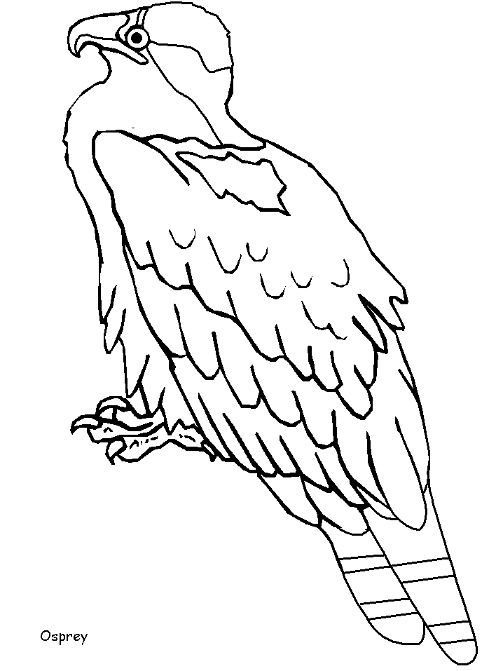 free Osprey coloring page sheet
