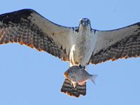 Osprey picture