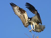 Osprey landing in a tree