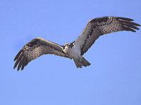 Osprey flying