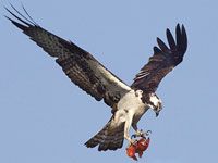 Osprey picture