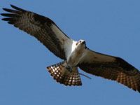 Osprey picture