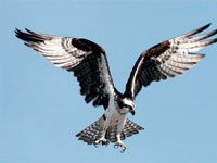 Osprey picture