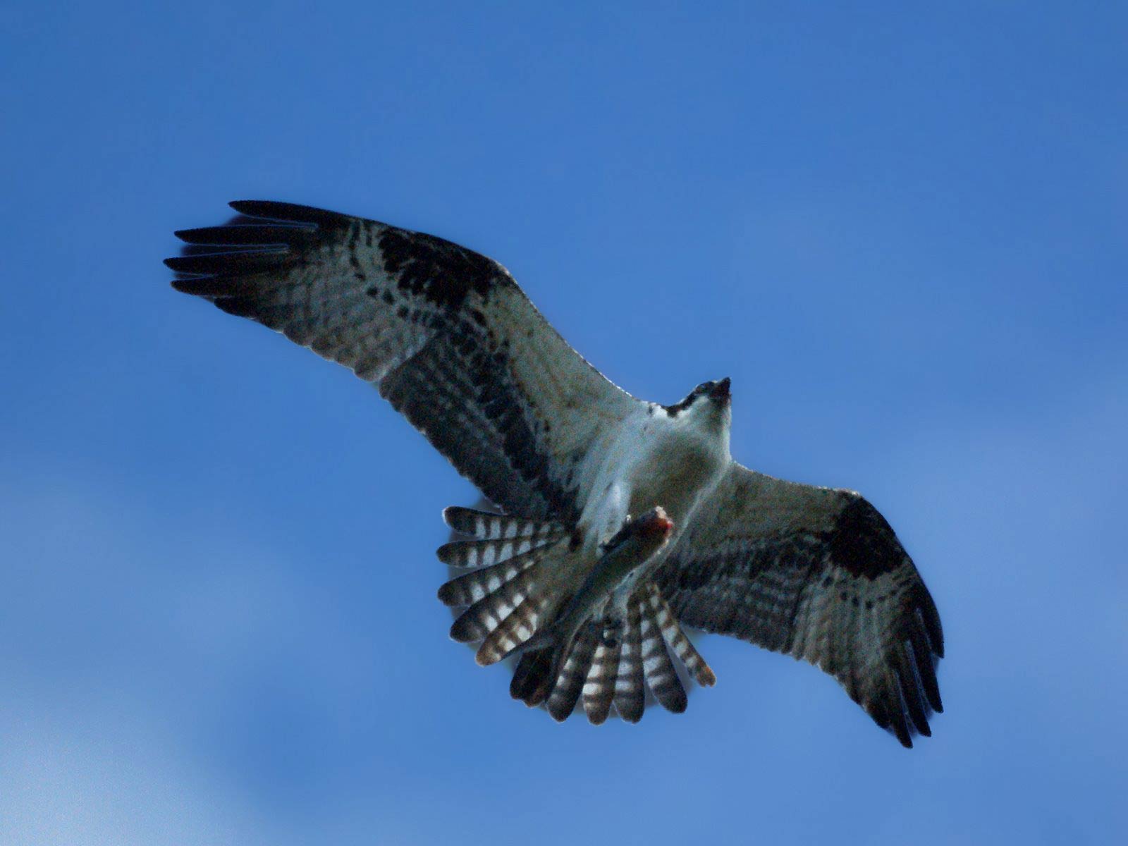 free Osprey wallpaper wallpapers download