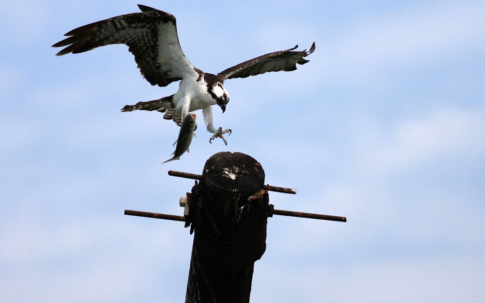 free Osprey wallpaper wallpapers and background