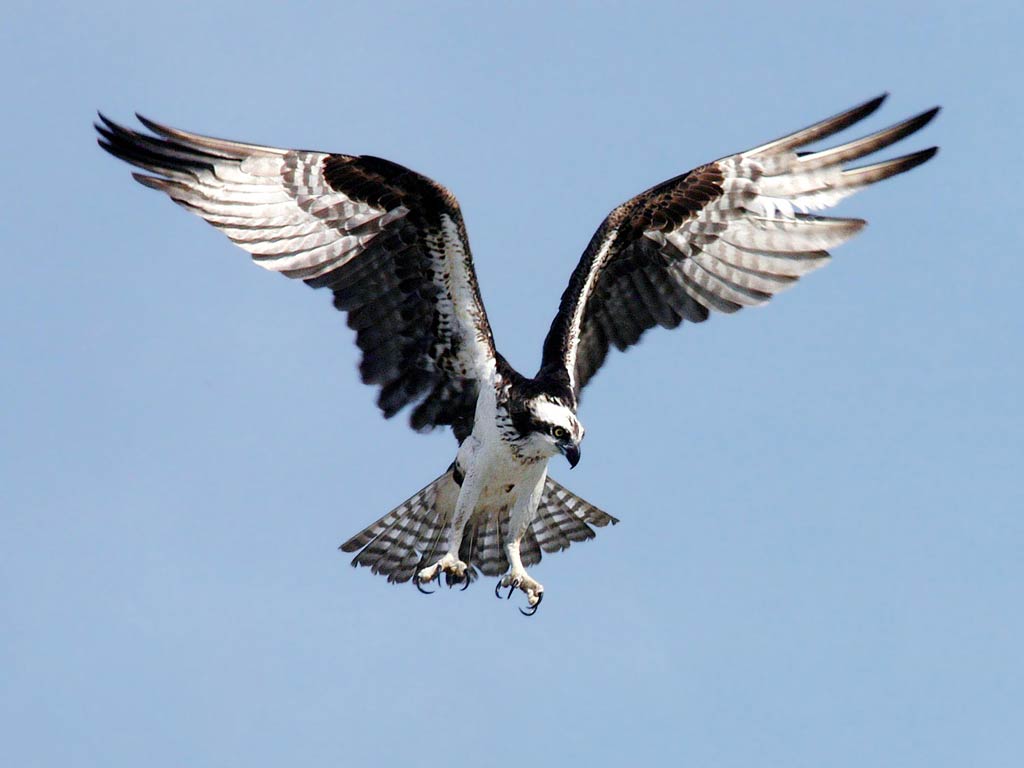 free Osprey desktop wallpaper wallpapers Desktop and Mobile