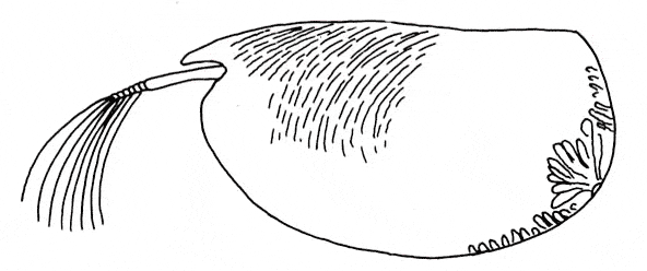 free Ostracod coloring page
