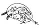 Ostracod coloring page