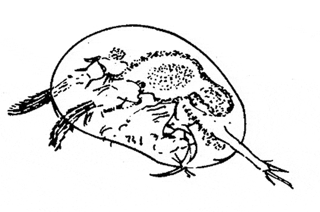 free Ostracod coloring page
