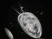 Ostracod photo