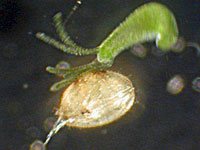 Ostracod