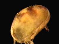 Ostracod