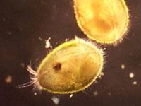 Ostracod - Animals Town