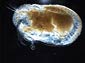 ostracod