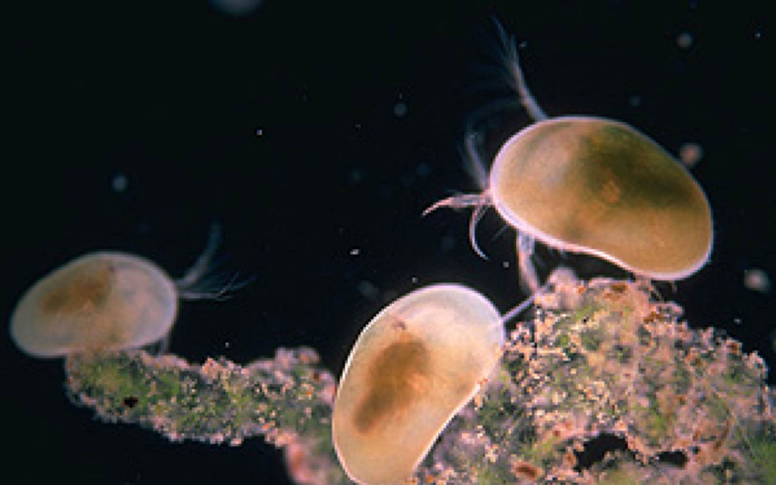 free Ostracod wallpaper wallpapers download