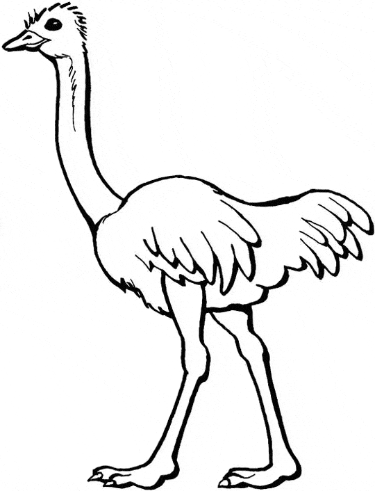 free Ostrich coloring page