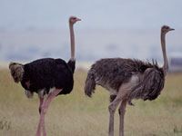 Ostrich image