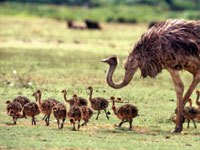 Ostrich image