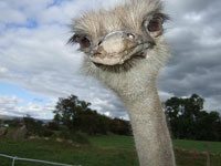 Ostrich image