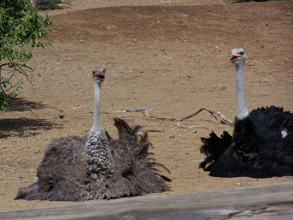 free Ostrich wallpaper wallpapers download