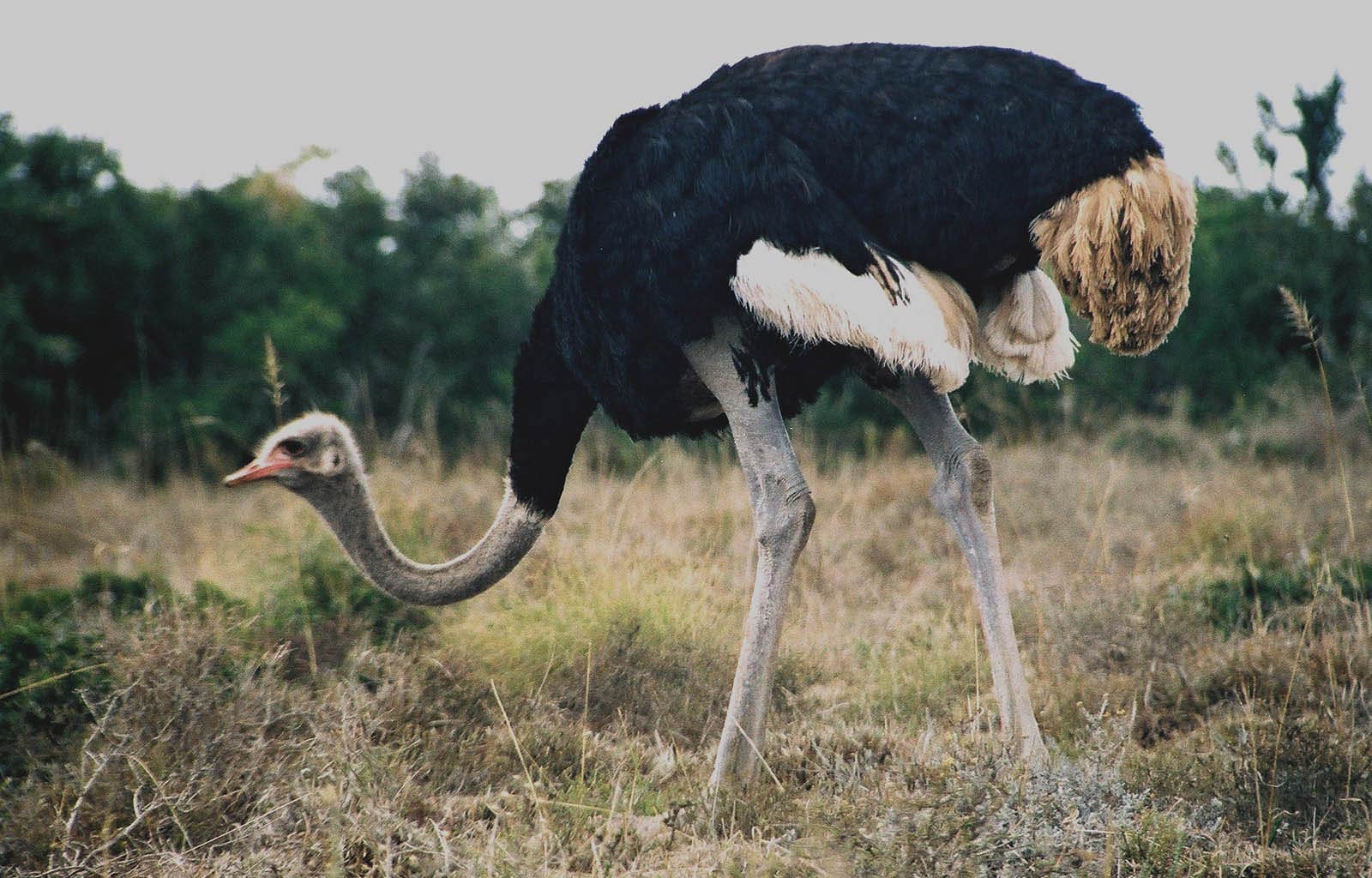 free Ostrich wallpaper wallpapers download