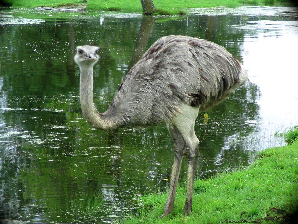 free Ostrich wallpaper wallpapers download