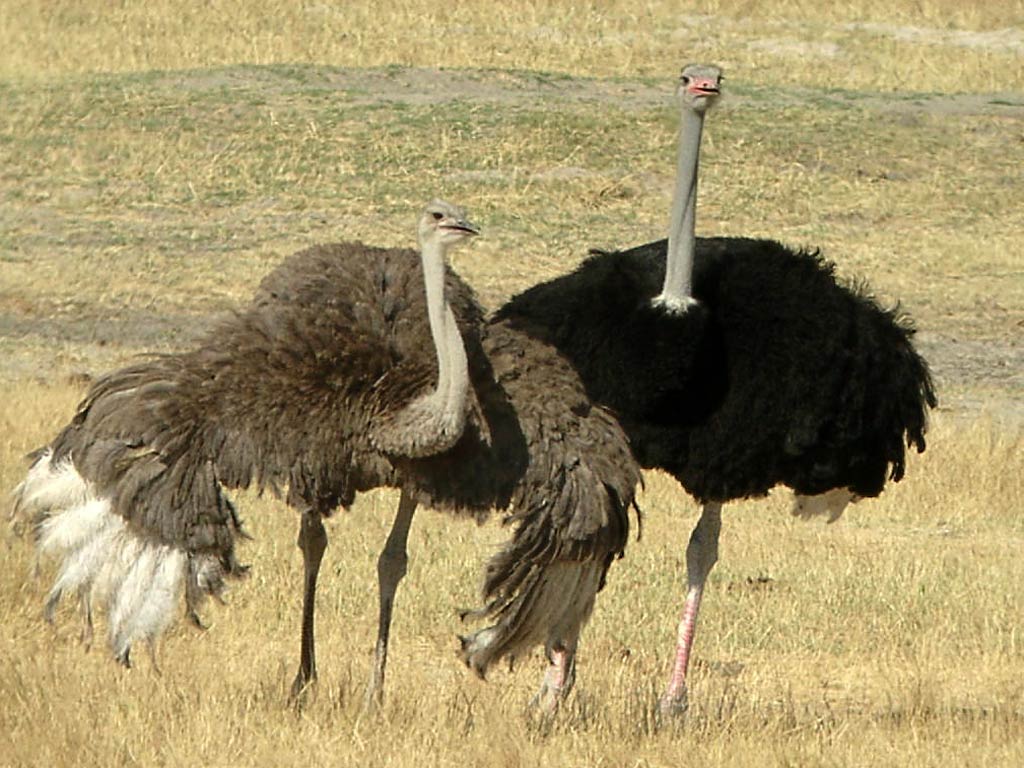 free Ostrich wallpaper wallpapers and background