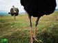 ostrich wallpapers