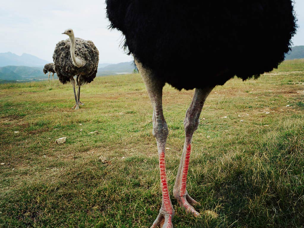 free Ostrich wallpaper wallpapers download