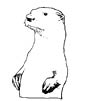 Otter coloring page
