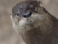 Otter image