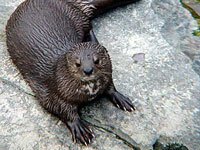 Otter picture