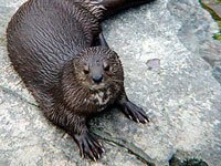 Wet Otter 