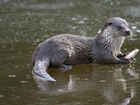 Otter photo