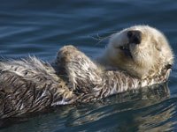 Otter swimming