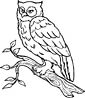 Owl coloring page