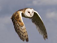 Owl in flight