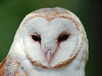Owls image