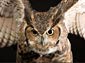 Owl wallpaper