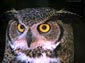 owl desktop wallpaper