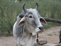 Ox image