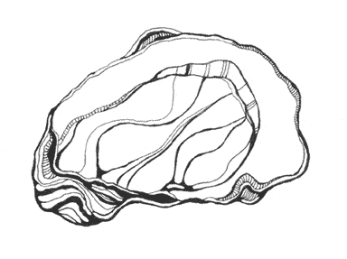 free Oyster coloring page