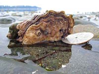 Oyster at the beach