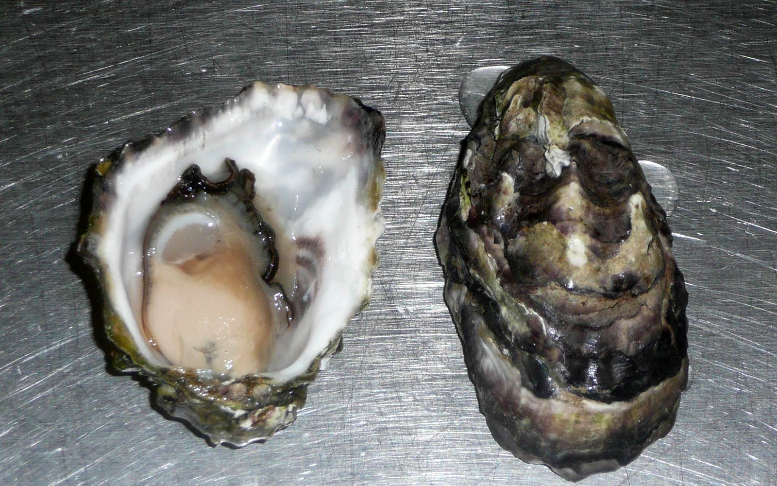 free Oyster wallpaper wallpapers and background